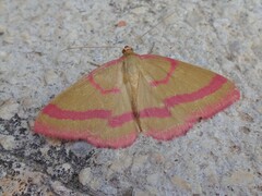 Rhodostrophia calabra