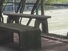 Pyrocephalus rubinus