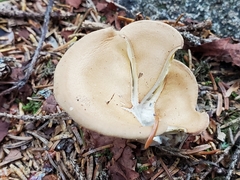 Turbinellus floccosus