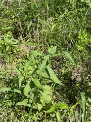 Verbena hastata
