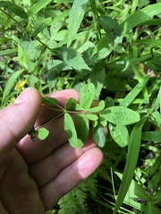 Hypericum punctatum