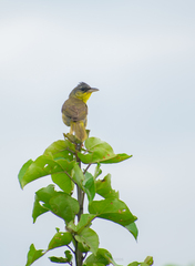 Geothlypis poliocephala
