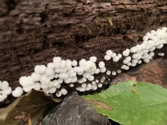 Ceratiomyxa