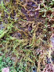 Callicladium imponens