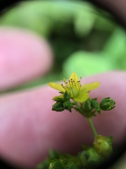 Hypericum punctatum