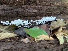 Ceratiomyxa
