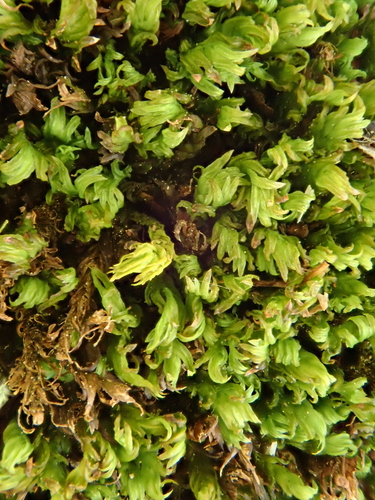 pošvatec hrebeňovitý (Fissidens dubius)