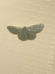 Chlorochlamys phyllinaria