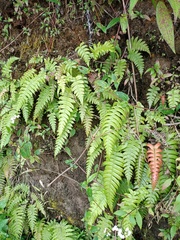 Cranfillia vulcanica