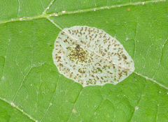 Phyllonorycter tiliacella
