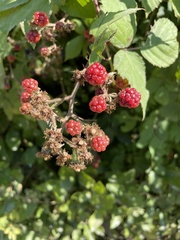 Rubus