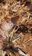 Lycaena thersamon