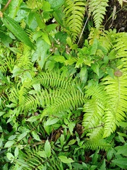 Amauropelta beddomei