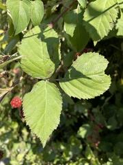 Rubus