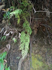 Lycopodium volubile