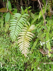 Blechnum vestitum