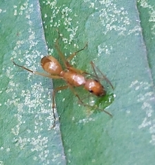 Camponotus castaneus