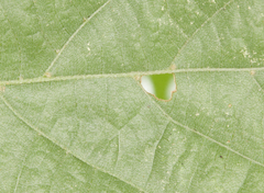 Phyllonorycter tiliacella
