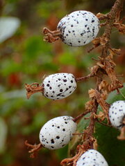 Ribes sanguineum