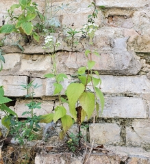 Ageratina altissima