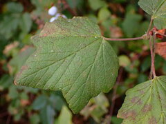 Ribes sanguineum