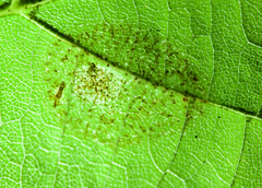 Phyllonorycter tiliacella