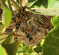 Polistes mongolicus