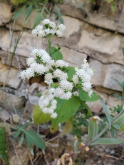 Ageratina altissima