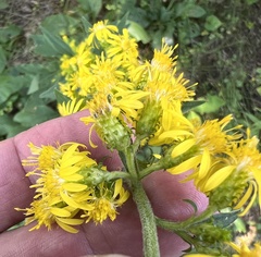 Solidago squarrosa