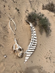 Camelus dromedarius