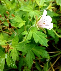 Geranium sibiricum