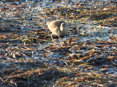 Calidris subruficollis