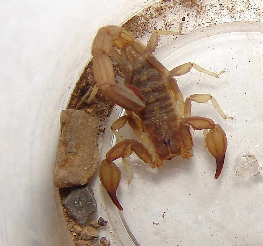 Thick-handed Scorpion