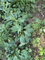 Solidago squarrosa