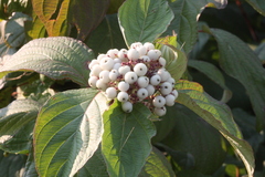 Cornus alba