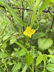 Ludwigia