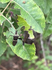 Leptoglossus zonatus