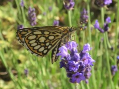Heteropterus morpheus