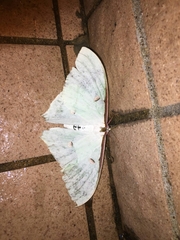 Actias sinensis