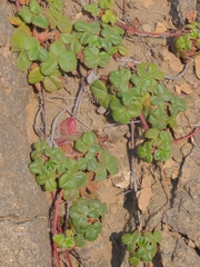 Fragaria chiloensis