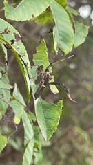 Leptoglossus zonatus