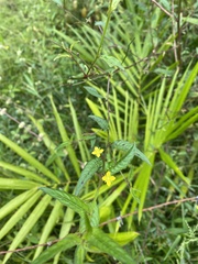 Ludwigia hyssopifolia