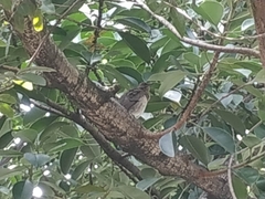 Turdus ignobilis