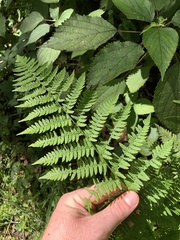 Athyrium angustum