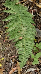Dryopteris arguta
