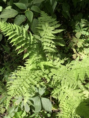 Athyrium angustum