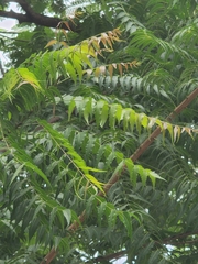 Azadirachta indica