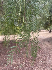 Schinus molle