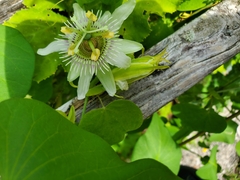 Passiflora pallens