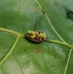 Kokkocynips decidua